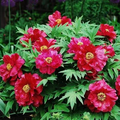 Пион КРАСНЫЙ ЛОТОС древовидный в Хабаровске