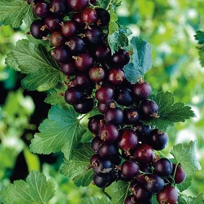 Йошта  Йошта в Хабаровске