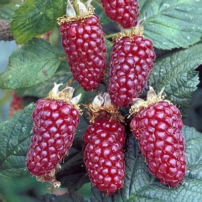 Ежемалина ТАЙБЕРРИ в Хабаровске