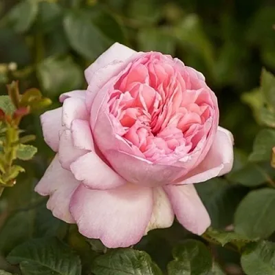 Саженцы роз МАУРИЦИЯ чайно-гибридная  Саженцы роз МАУРИЦИЯ чайно-гибридная в Хабаровске