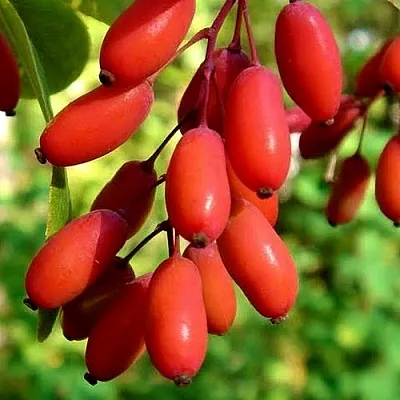 Кизил  Кизил в Хабаровске