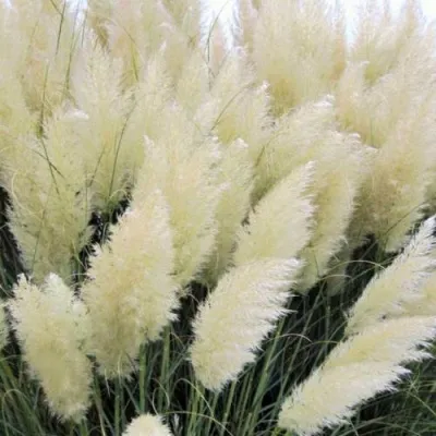 Кортадерия белая (пампасная трава) в Хабаровске