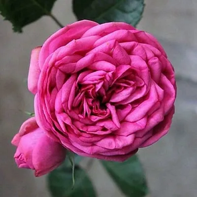 Саженцы роз ПИНК ПИАНО чайно-гибридная  Саженцы роз ПИНК ПИАНО чайно-гибридная в Хабаровске