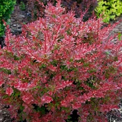 Барбарис ГОЛДЕН РИНГ тунберга  Барбарис ГОЛДЕН РИНГ тунберга в Хабаровске