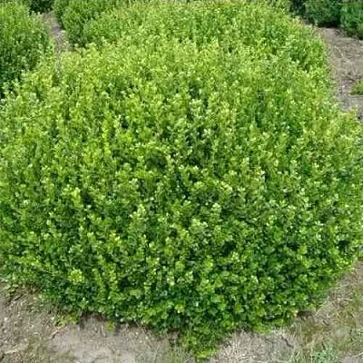 Самшит ФОЛКНЕР  Самшит ФОЛКНЕР в Хабаровске