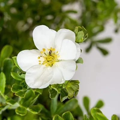 Лапчатка СНОУБЕРД кустарниковая  Лапчатка СНОУБЕРД кустарниковая в Хабаровске