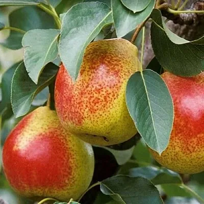 Груша ГОРНАЯ КРАСАВИЦА в Хабаровске