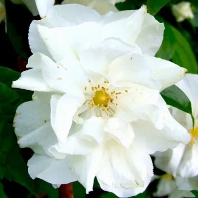 Жасмин РОЗАЦЕ  Жасмин РОЗАЦЕ в Хабаровске