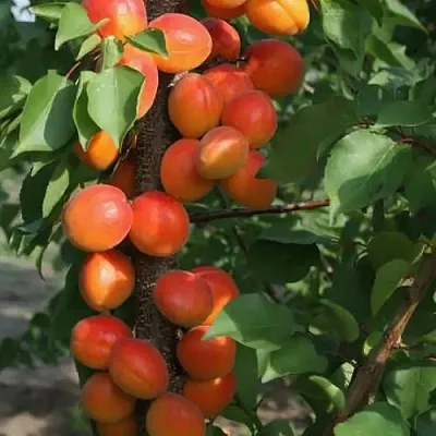 Абрикос ЗВЕЗДНЫЙ колонновидный в Хабаровске