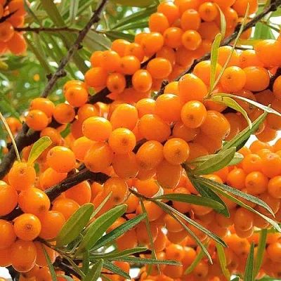 Облепиха  Облепиха в Хабаровске