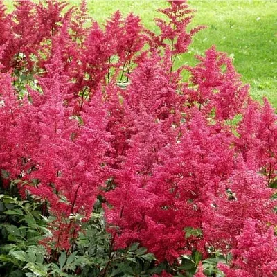 Астильба СКАЙСКРЕЙПЕР китайская в Хабаровске