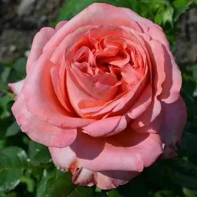 Саженцы роз ЛОНДОН АЙ чайно-гибридная  Саженцы роз ЛОНДОН АЙ чайно-гибридная в Хабаровске