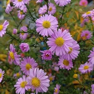 Астра СТРОУБЕРРИ ЭНД КРИМ новобельгийская в Хабаровске