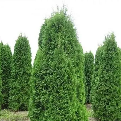 Туя КОЛУМНА западная в Хабаровске