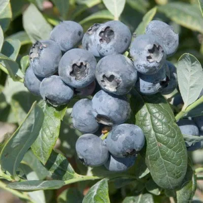 Голубика БРИГИТТА — описание сорта Голубика БРИГИТТА в Хабаровске