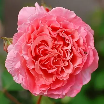 Саженцы роз ЛОРАН КАБРОЛЬ шраб  Саженцы роз ЛОРАН КАБРОЛЬ шраб в Хабаровске