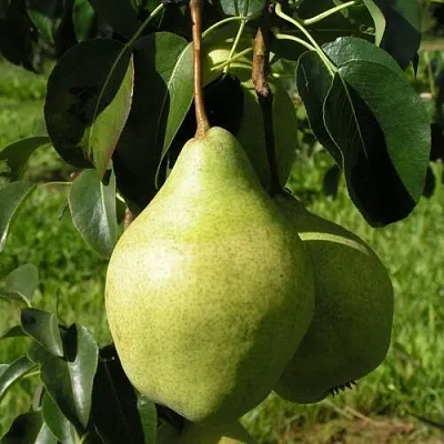 Груша МИНСКАЯ колонновидная  Груша МИНСКАЯ колонновидная в Хабаровске