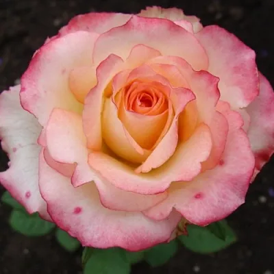 Саженцы роз ДУЭТ чайно-гибридная  Саженцы роз ДУЭТ чайно-гибридная в Хабаровске