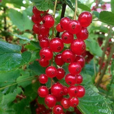 Смородина красная КОНСТАНТИНОВСКАЯ  Смородина красная КОНСТАНТИНОВСКАЯ в Хабаровске