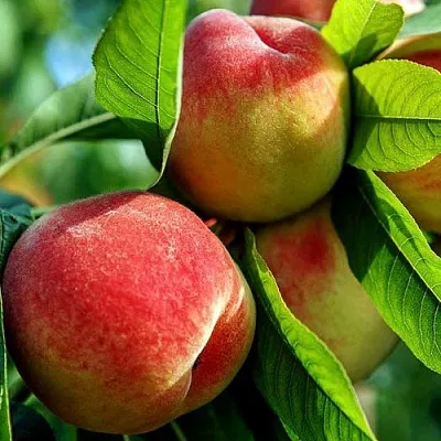 Персик  Персик в Хабаровске