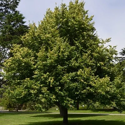 Липа сердцевидная  Липа сердцевидная в Хабаровске