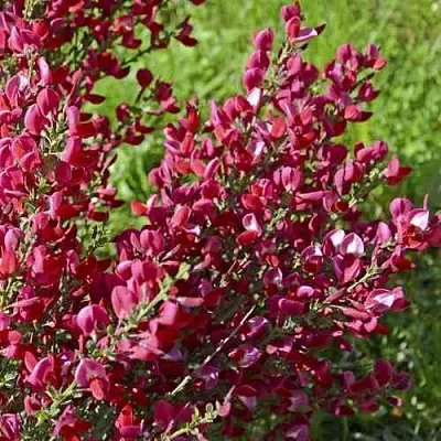 Ракитник БОСКОП РУБИ   Ракитник БОСКОП РУБИ  в Хабаровске