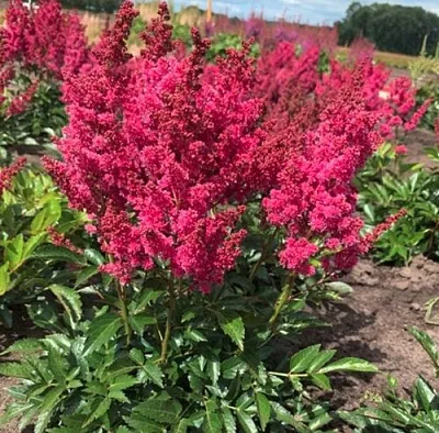 Астильба ЛАКИ ДЕЙ Арендса в Хабаровске