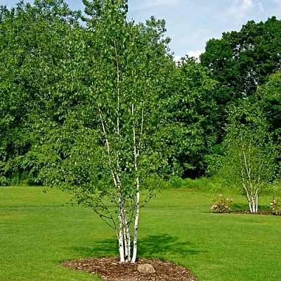 Береза бумажная  Береза бумажная в Хабаровске