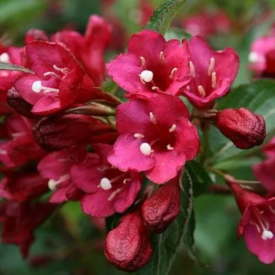 Вейгела ЕВА РАТКЕ  Вейгела ЕВА РАТКЕ в Хабаровске