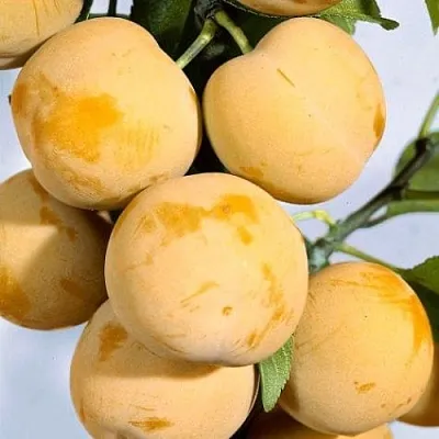 Слива РЕНКЛОД ранний  Слива РЕНКЛОД ранний в Хабаровске