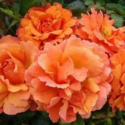 Саженцы роз БРИДЖ ОФ САЙЗ плетистая  Саженцы роз БРИДЖ ОФ САЙЗ плетистая в Хабаровске