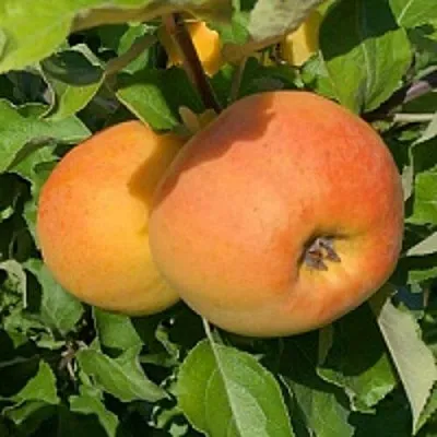 Яблоня АНТОНОВКА ЗОЛОТАЯ  Яблоня АНТОНОВКА ЗОЛОТАЯ в Хабаровске