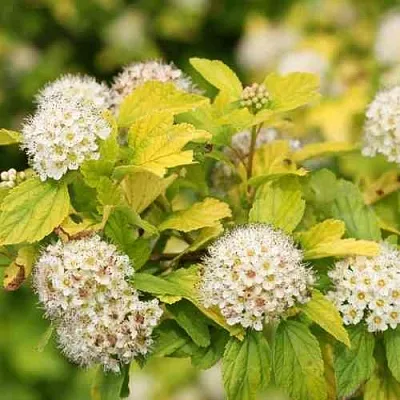 Пузыреплодник АНГЕЛ ГОЛД  Пузыреплодник АНГЕЛ ГОЛД в Хабаровске