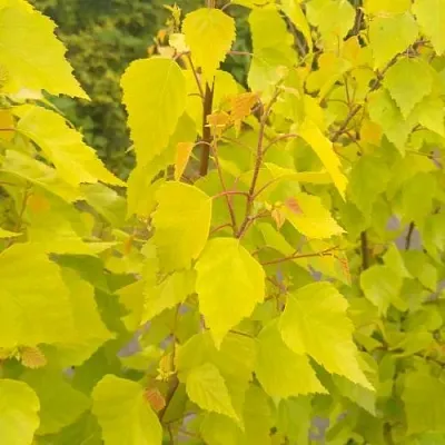 Берёза ГОЛДЕН ОБЕЛИСК повислая   Берёза ГОЛДЕН ОБЕЛИСК повислая  в Хабаровске