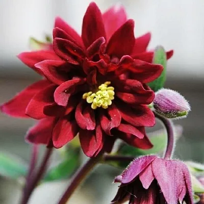 Аквилегия РУБИ ПОРТ обыкновенная в Хабаровске