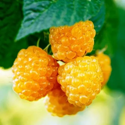 Малина МЕДОВАЯ в Хабаровске