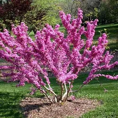 ЦЕРЦИС канадский  в Хабаровске