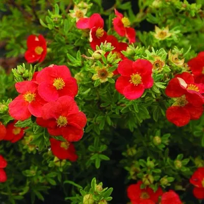 Лапчатка РЕД АЙС кустарниковая  Лапчатка РЕД АЙС кустарниковая в Хабаровске