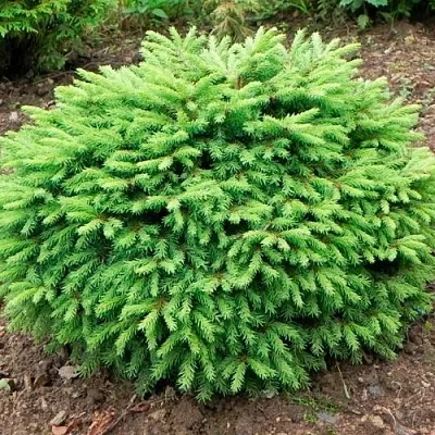 Ель НИДИФОРМИС обыкновенная в Хабаровске