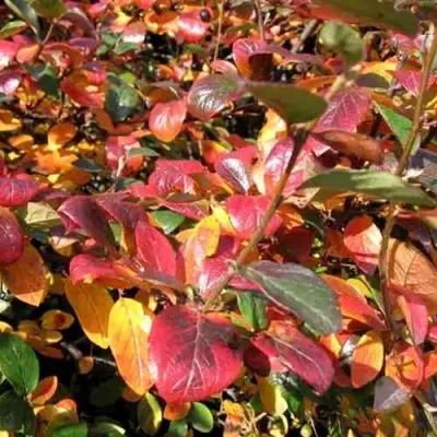 Кизильник блестящий — описание сорта Кизильник блестящий в Хабаровске