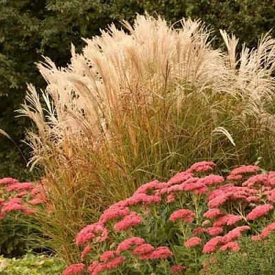 Злаки в Хабаровске