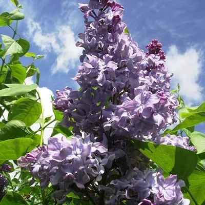 Сирень КРЫЛЬЯ НАДЕЖДЫ  Сирень КРЫЛЬЯ НАДЕЖДЫ в Хабаровске