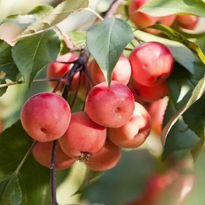 Яблоня ВИШНЕПЛОДНАЯ декоративная  Яблоня ВИШНЕПЛОДНАЯ декоративная в Хабаровске