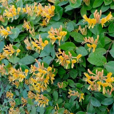 Жимолость ТЕЛЬМАНА в Хабаровске