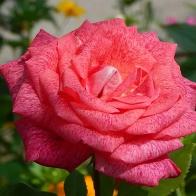 Саженцы роз ПЬЕР КАРДЕН чайно-гибридная  Саженцы роз ПЬЕР КАРДЕН чайно-гибридная в Хабаровске