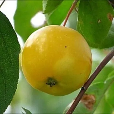 Яблоня КИТАЙКА ЖЁЛТАЯ колонновидная  Яблоня КИТАЙКА ЖЁЛТАЯ колонновидная в Хабаровске