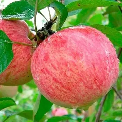 Яблоня КОРИЧНОЕ ПОЛОСАТОЕ  Яблоня КОРИЧНОЕ ПОЛОСАТОЕ в Хабаровске