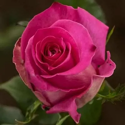 Саженцы роз ТОПАЗ чайно-гибридная  Саженцы роз ТОПАЗ чайно-гибридная в Хабаровске