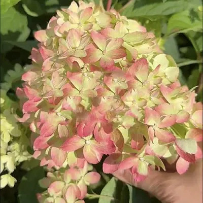 Гортензия ЛИТТЛ ЛАВ метельчатая  Гортензия ЛИТТЛ ЛАВ метельчатая в Хабаровске