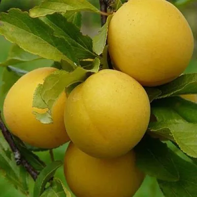 Слива СОЛНЫШКО  Слива СОЛНЫШКО в Хабаровске